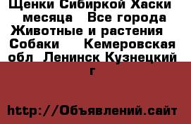 Щенки Сибиркой Хаски 2 месяца - Все города Животные и растения » Собаки   . Кемеровская обл.,Ленинск-Кузнецкий г.